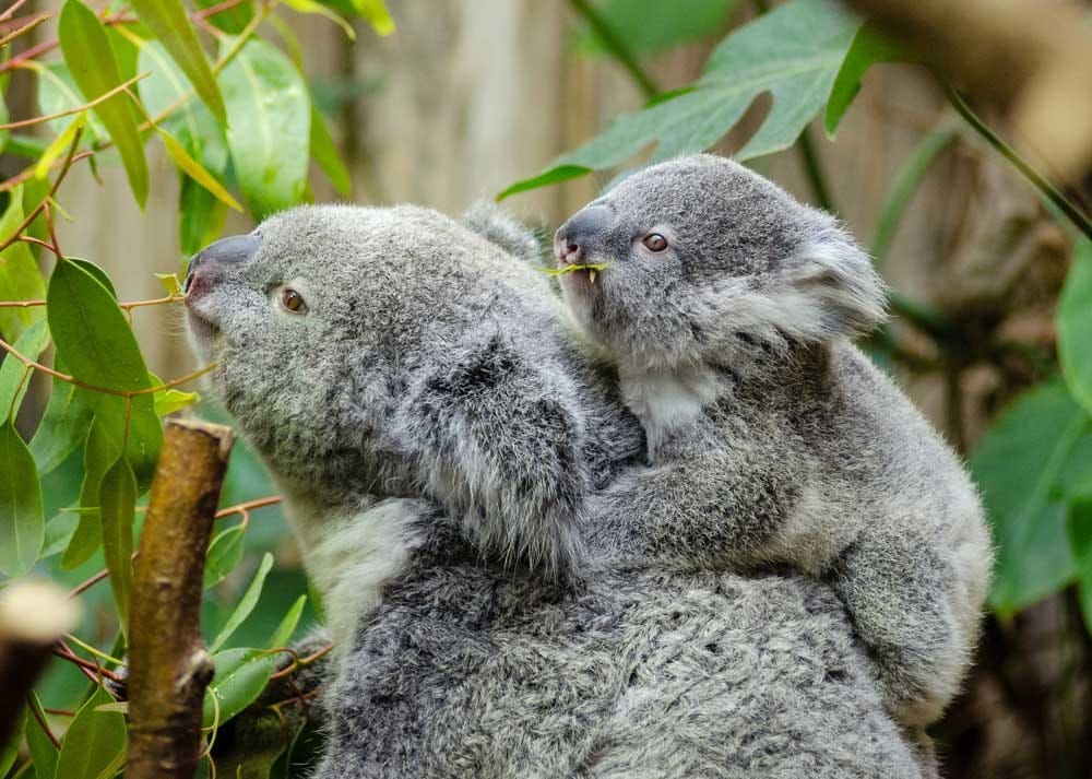 Donde viven los koalas fotografía de un bebé koala subido a otro